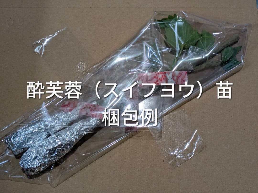 スイフヨウ 酔芙蓉 抜き苗 2本セットの写真6枚目