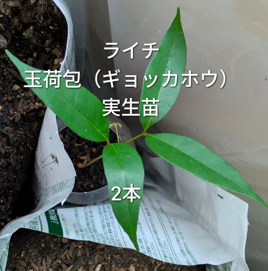 ライチ 玉荷包 ギョッカホウ 実生抜き苗2本