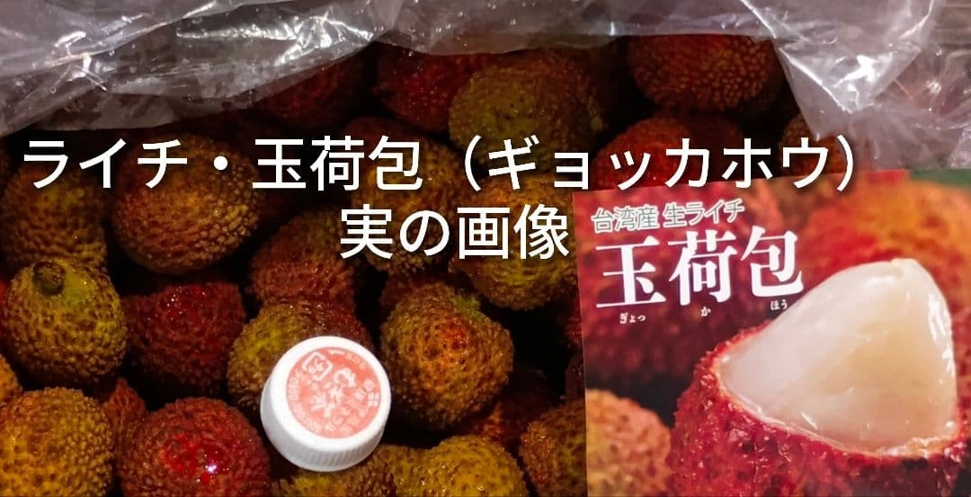ライチ 玉荷包 ギョッカホウ 実生抜き苗2本の写真2枚目