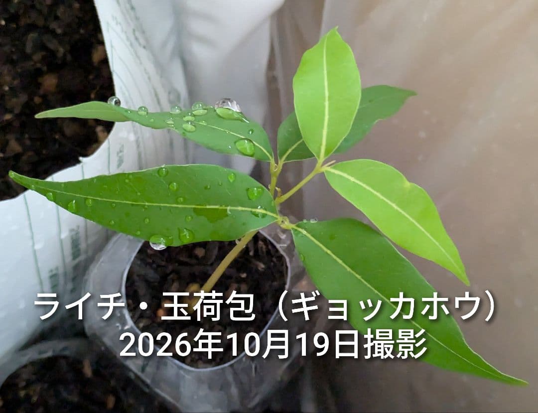 ライチ 玉荷包 ギョッカホウ 実生抜き苗2本の写真3枚目