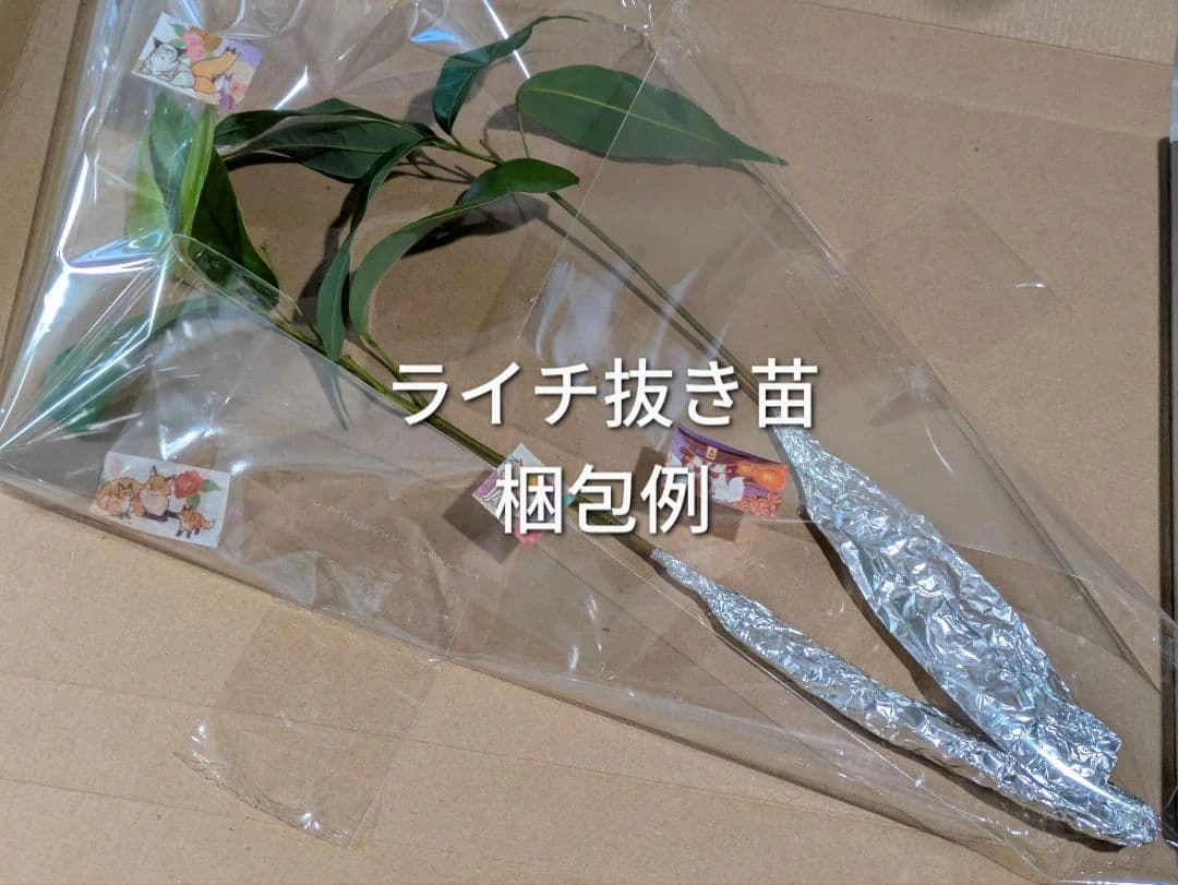 ライチ 玉荷包 ギョッカホウ 実生抜き苗2本の写真4枚目