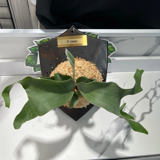 【観葉植物】ビカクシダギンカ おしゃれなオーダー板&ゴールドプレート付き🉐