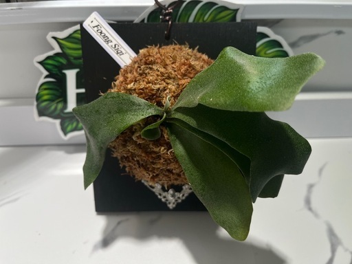 【観葉植物】ビカクシダフーンシキ カッコイイ養生板付き✨🉐