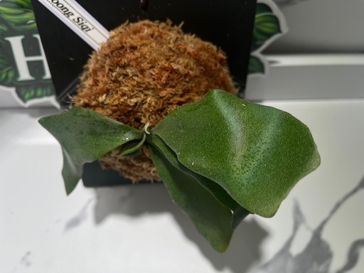 【観葉植物】ビカクシダフーンシキ カッコイイ養生板付き✨🉐の写真2枚目