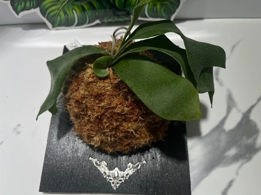 【観葉植物】ビカクシダフーンシキ カッコイイ養生板付き✨🉐の写真3枚目