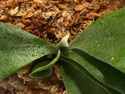 【観葉植物】ビカクシダフーンシキ カッコイイ養生板付き✨🉐の写真4枚目