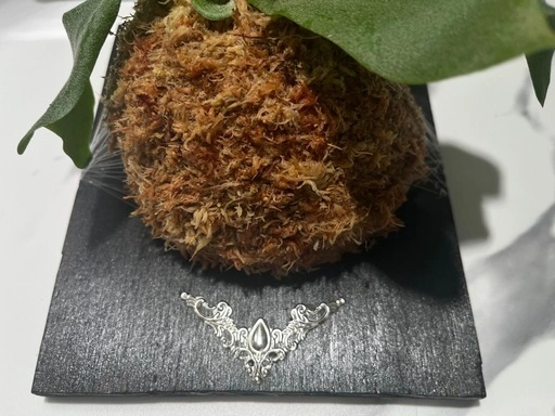 【観葉植物】ビカクシダフーンシキ カッコイイ養生板付き✨🉐の写真5枚目
