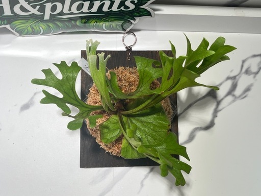 【観葉植物】ビカクシダリドレイ板付け🉐