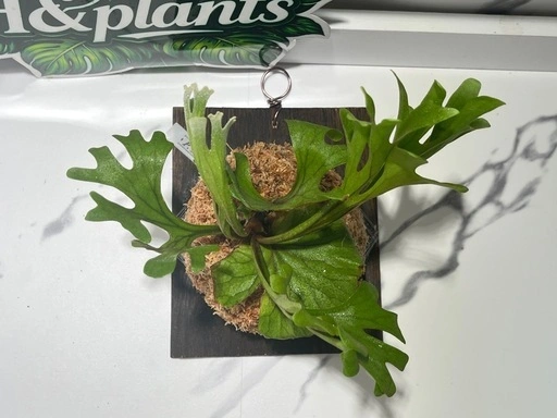 【観葉植物】ビカクシダリドレイ板付け🉐