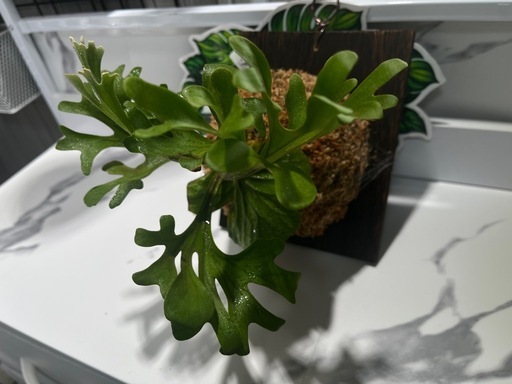 【観葉植物】ビカクシダリドレイ板付け🉐の写真2枚目