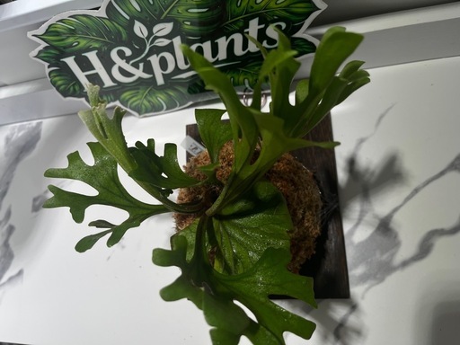 【観葉植物】ビカクシダリドレイ板付け🉐の写真3枚目
