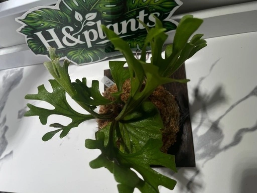 【観葉植物】ビカクシダリドレイ板付け🉐の写真3枚目