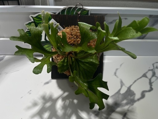 【観葉植物】ビカクシダリドレイ板付け🉐の写真4枚目