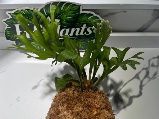 【観葉植物】ビカクシダリドレイ板付け🉐の写真5枚目