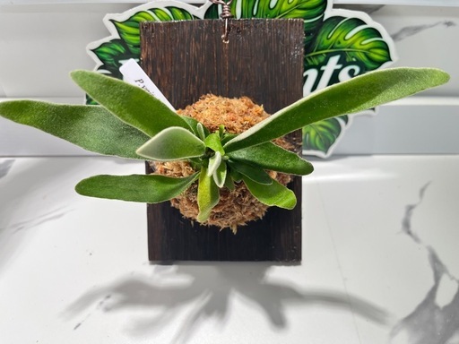 【観葉植物】ビカクシダヴィーチー板付け