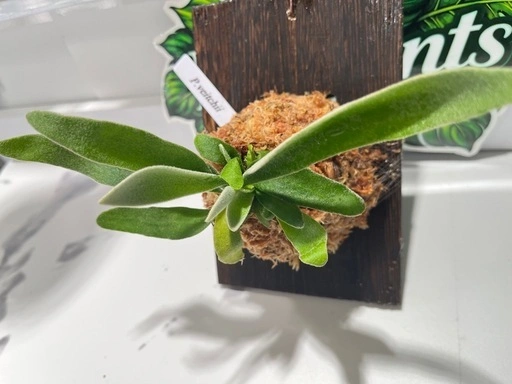 【観葉植物】ビカクシダヴィーチー板付けの写真2枚目