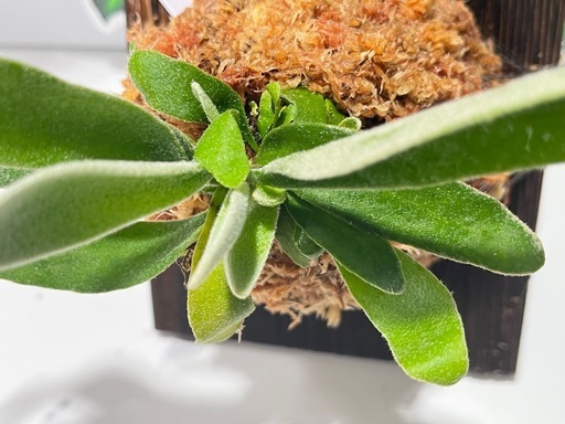 【観葉植物】ビカクシダヴィーチー板付けの写真3枚目