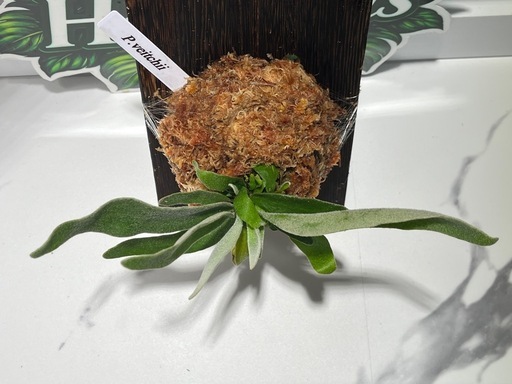【観葉植物】ビカクシダヴィーチー板付けの写真4枚目