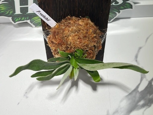 【観葉植物】ビカクシダヴィーチー板付けの写真4枚目