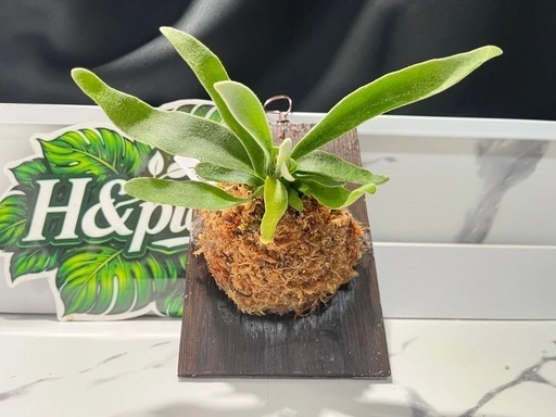 【観葉植物】ビカクシダヴィーチー板付けの写真5枚目