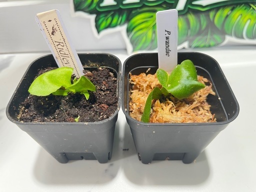 【観葉植物】ビカクシダリドレイ＆ワンダエ胞子培養株セット🌱🌱