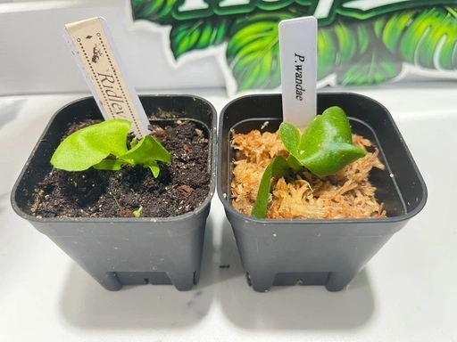 【観葉植物】ビカクシダリドレイ&ワンダエ胞子培養株セット🌱🌱