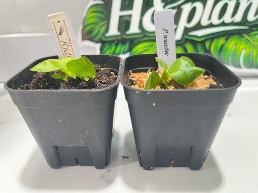 【観葉植物】ビカクシダリドレイ＆ワンダエ胞子培養株セット🌱🌱の写真2枚目