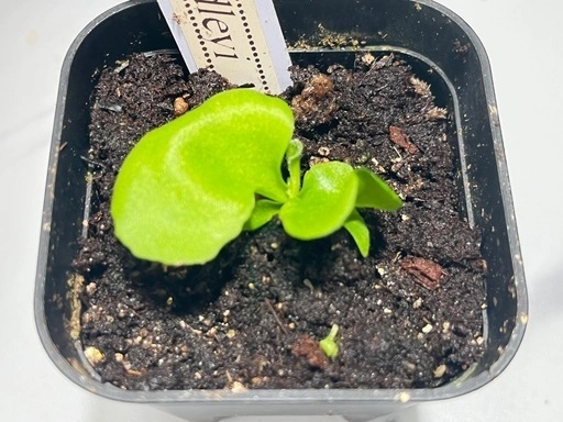 【観葉植物】ビカクシダリドレイ&ワンダエ胞子培養株セット🌱🌱の写真3枚目