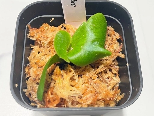 【観葉植物】ビカクシダリドレイ&ワンダエ胞子培養株セット🌱🌱の写真4枚目
