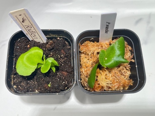 【観葉植物】ビカクシダリドレイ＆ワンダエ胞子培養株セット🌱🌱の写真5枚目