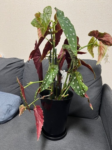 【観葉植物】ベゴニア マクラータ