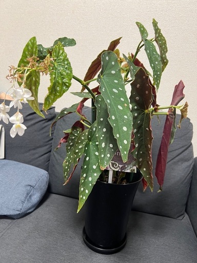 【観葉植物】ベゴニア マクラータの写真2枚目