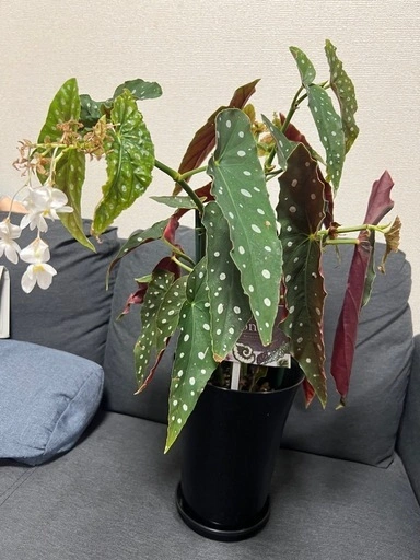 【観葉植物】ベゴニア マクラータの写真2枚目