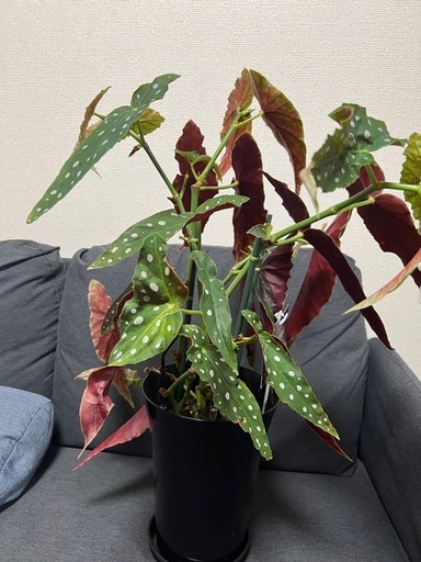 【観葉植物】ベゴニア マクラータの写真3枚目