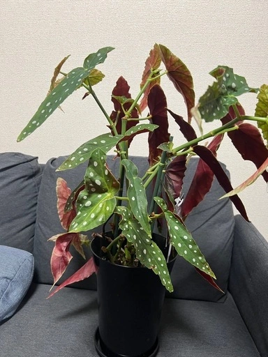 【観葉植物】ベゴニア マクラータの写真3枚目