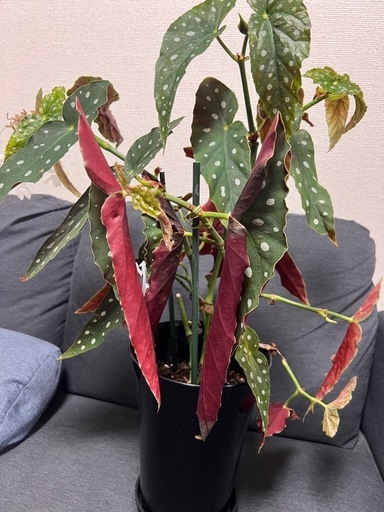 【観葉植物】ベゴニア マクラータの写真4枚目