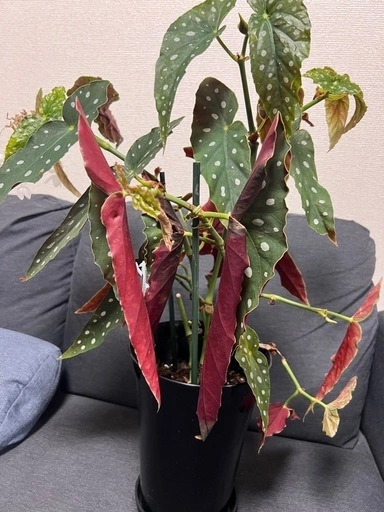 【観葉植物】ベゴニア マクラータの写真4枚目