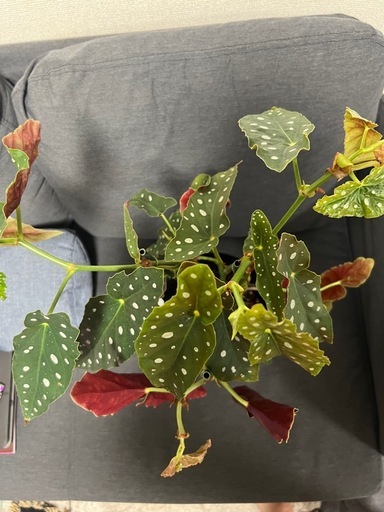 【観葉植物】ベゴニア マクラータの写真5枚目