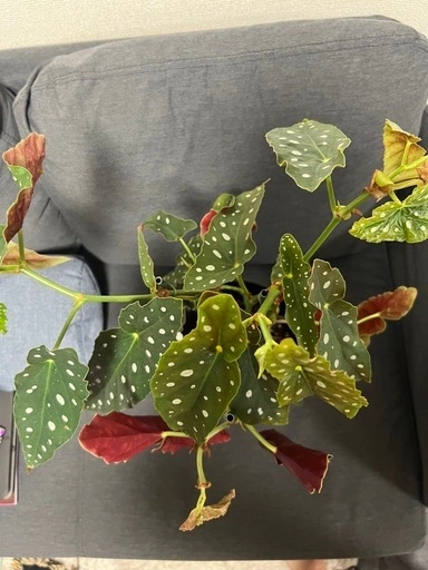 【観葉植物】ベゴニア マクラータの写真5枚目