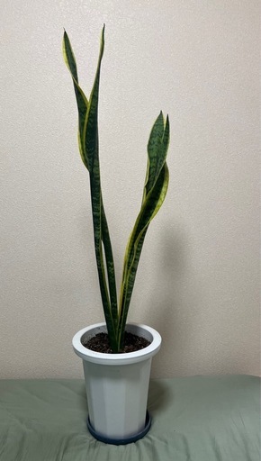 【観葉植物】サンスベリア ローレンチー 約108cm