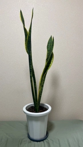 【観葉植物】サンスベリア ローレンチー 約108cm