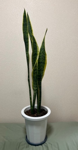【観葉植物】サンスベリア ローレンチー 約108cmの写真2枚目