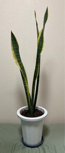 【観葉植物】サンスベリア ローレンチー 約108cmの写真3枚目
