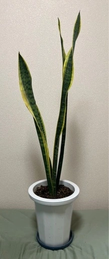 【観葉植物】サンスベリア ローレンチー 約108cmの写真3枚目