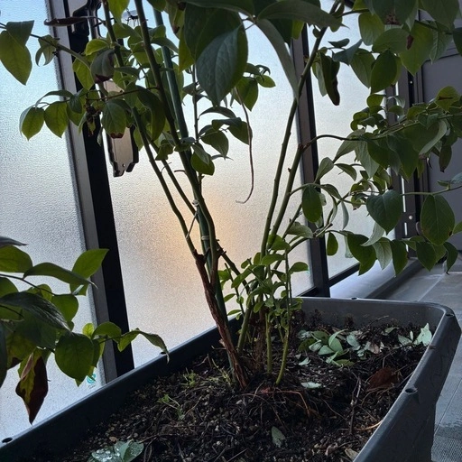 ブルーベリー 木 鉢植え ホームベル ラビットアイ系の写真2枚目