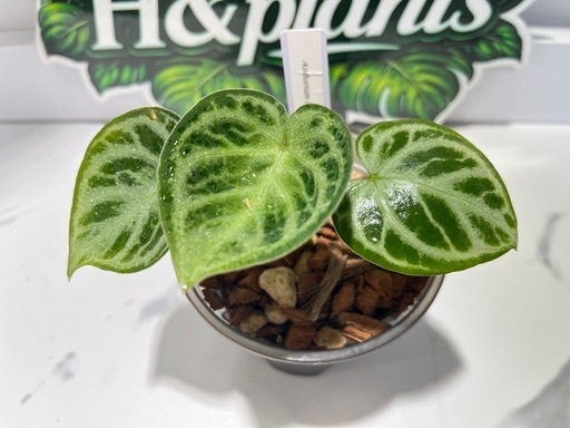【観葉植物】限定‼️アンスリウムドラヤキシルバー実生株🌱✨