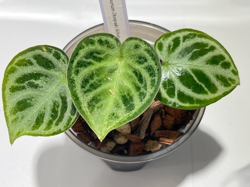 【観葉植物】限定‼️アンスリウムドラヤキシルバー実生株🌱✨の写真2枚目