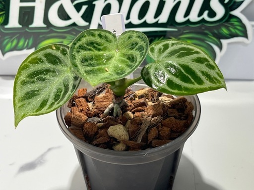 【観葉植物】限定‼️アンスリウムドラヤキシルバー実生株🌱✨の写真3枚目