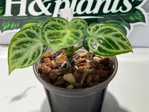【観葉植物】限定‼️アンスリウムドラヤキシルバー実生株🌱✨の写真3枚目