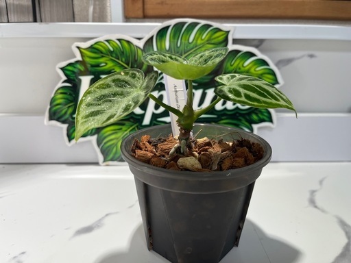 【観葉植物】限定‼️アンスリウムドラヤキシルバー実生株🌱✨の写真4枚目